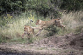 Kapama photographic workshops gallery image 1