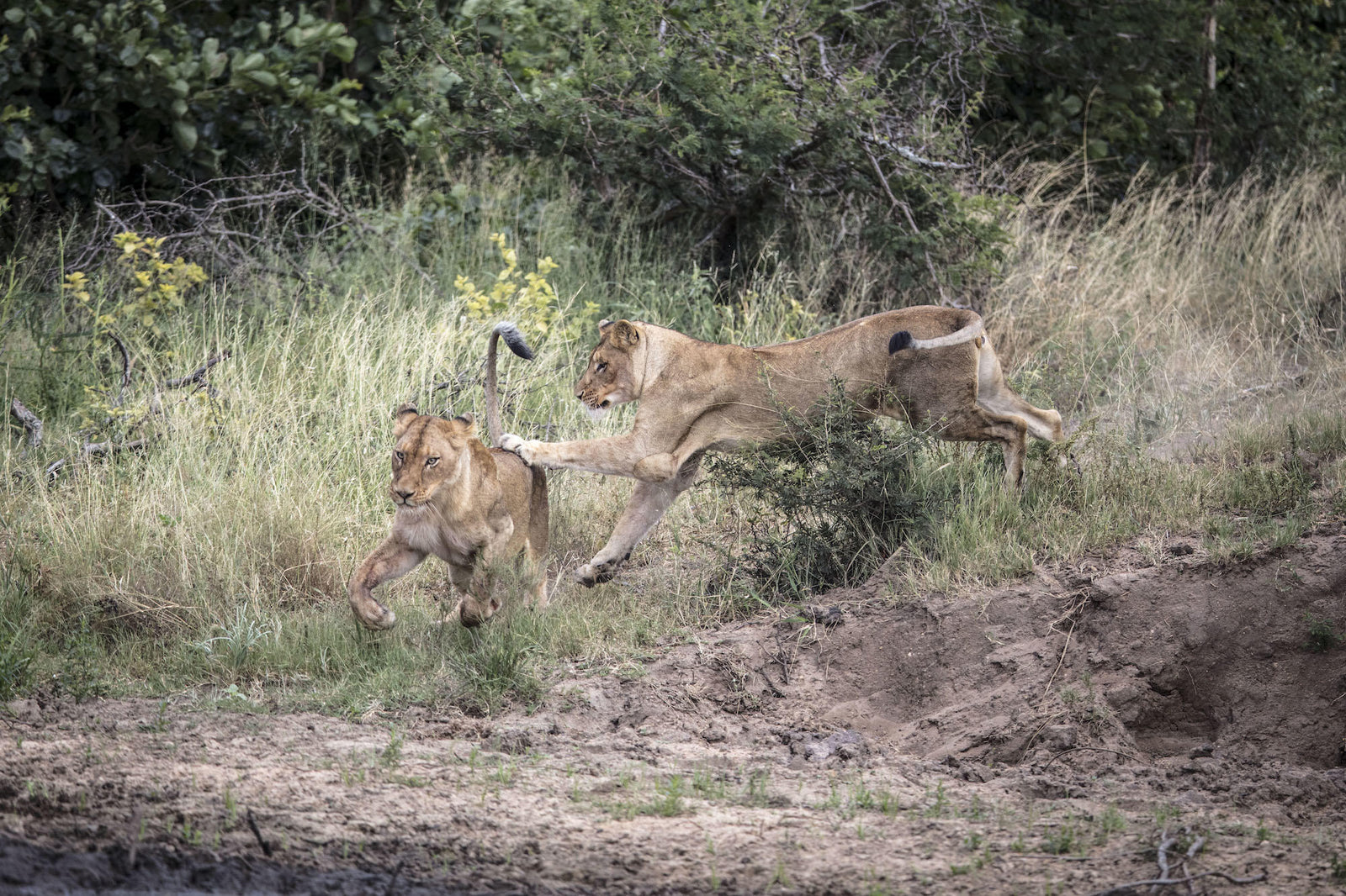 Kapama photographic workshops
