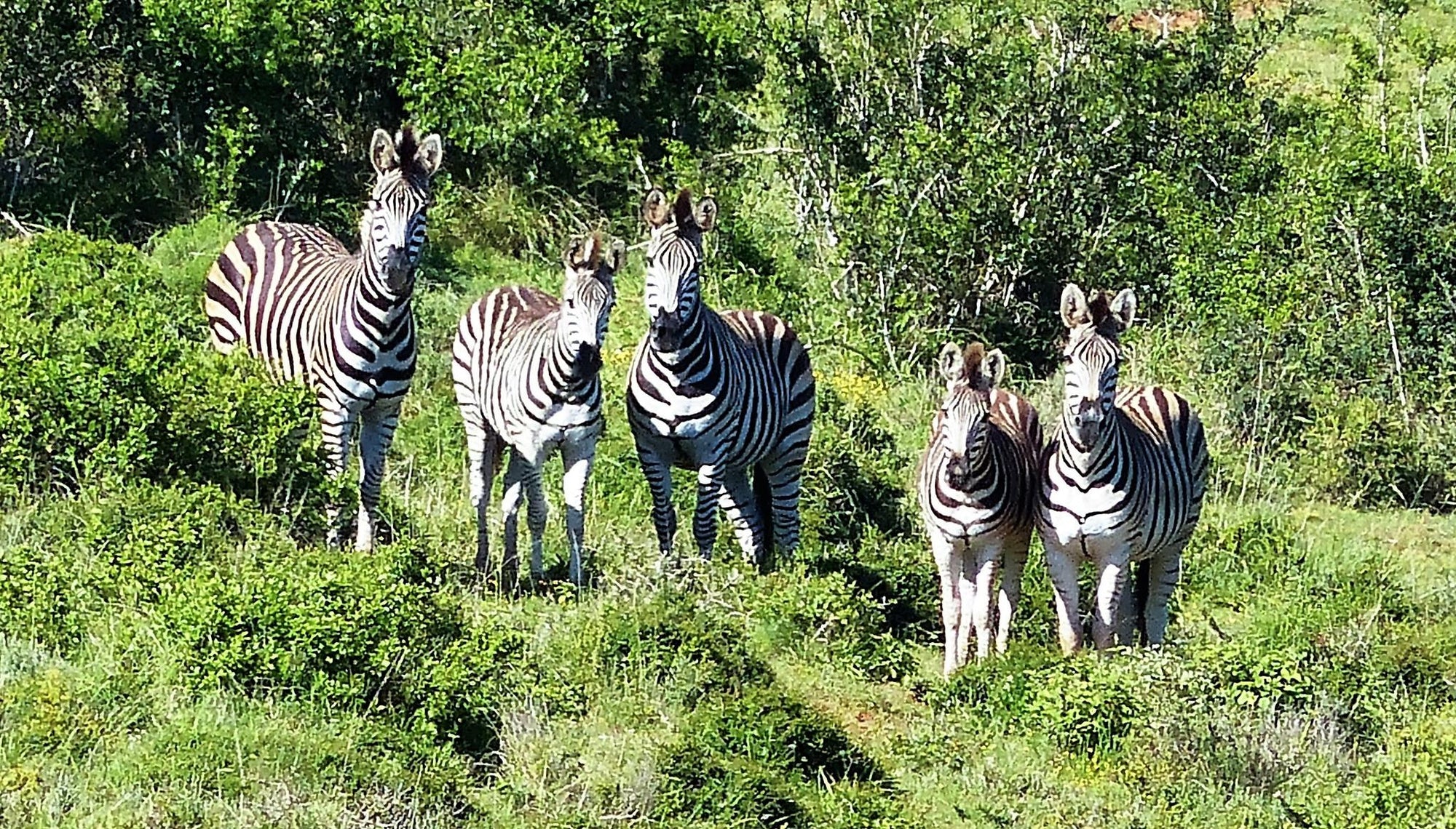 Guided Game Walks gallery image 2