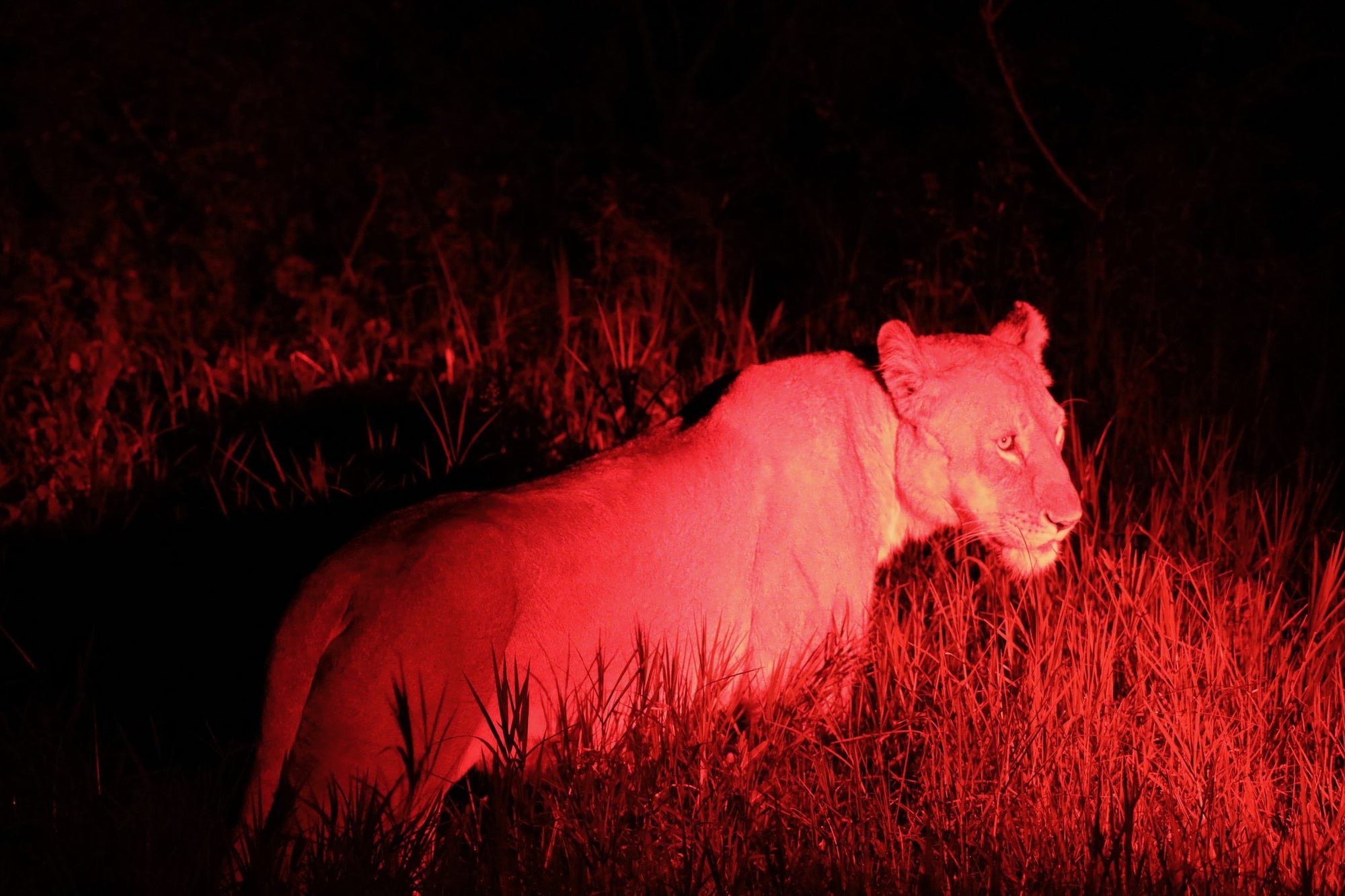 Safari & Wildlife