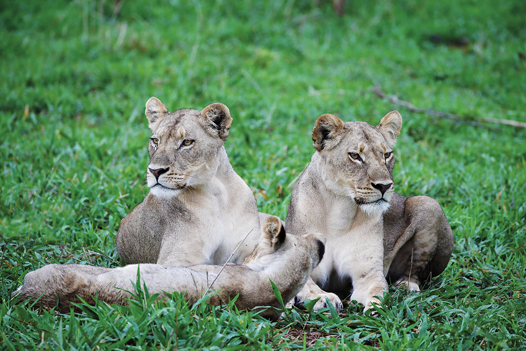 Game Drives, Safaris gallery image 18
