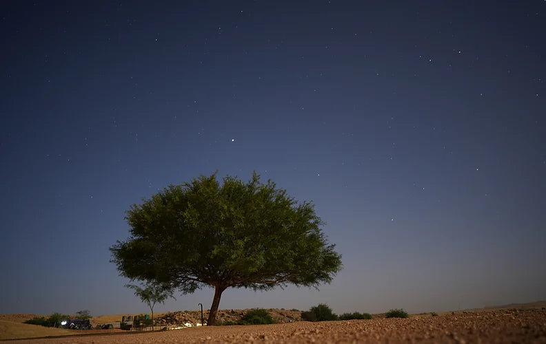 Bushman's Desert Camp & Self Catering