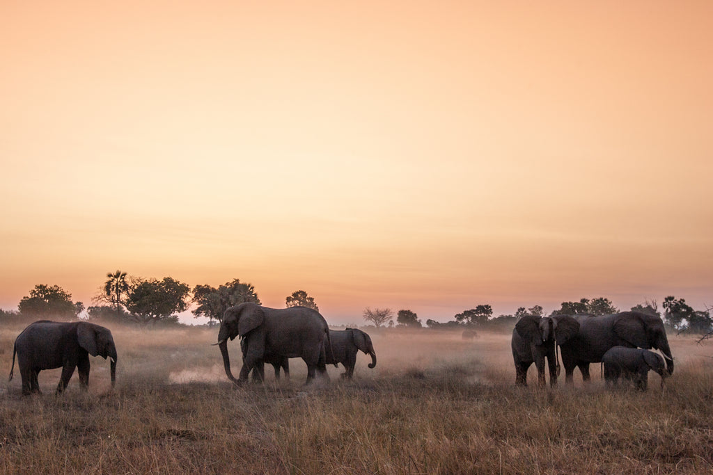 Wilderness Chitabe – Night Drives