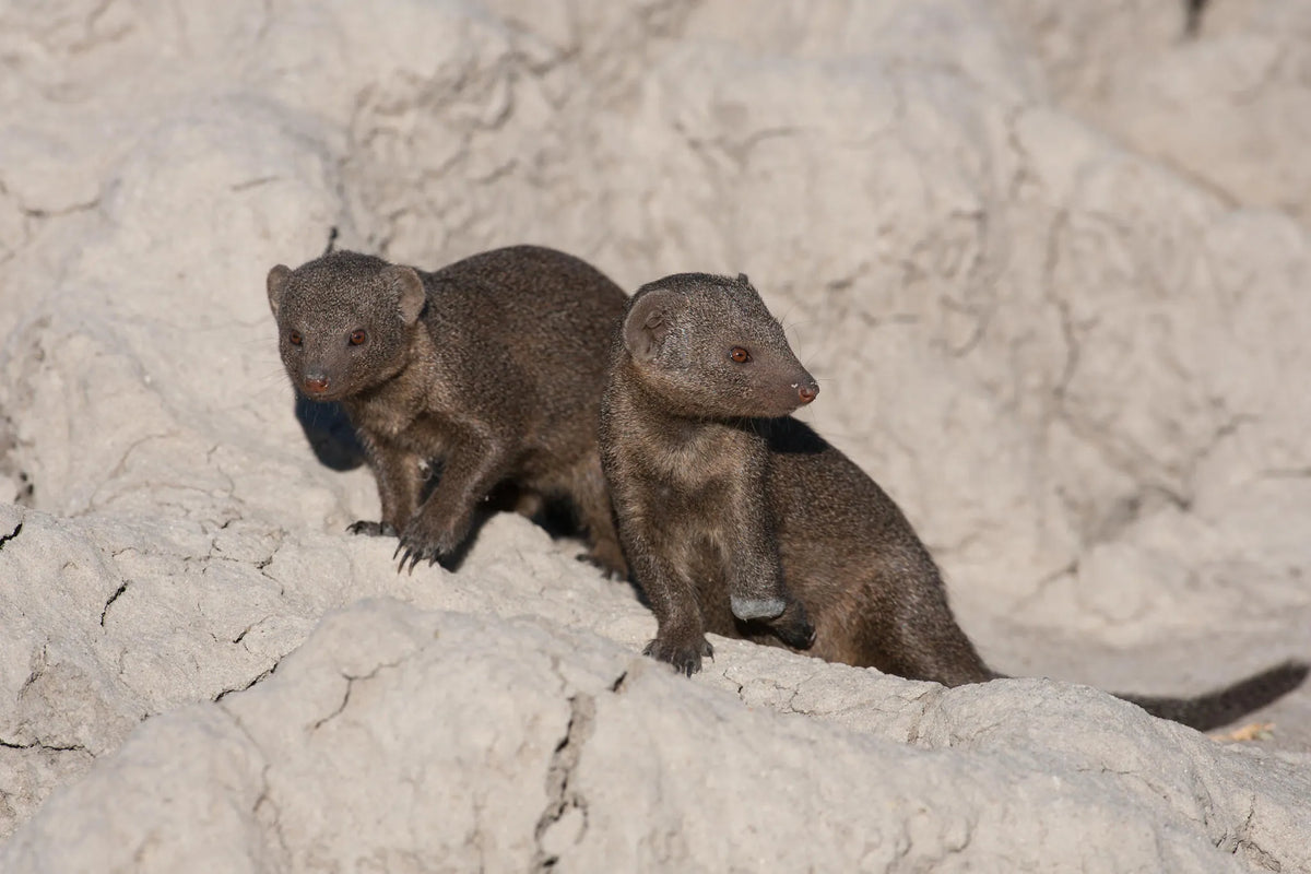 Wilderness Chitabe Lediba – Guided Nature Walks
