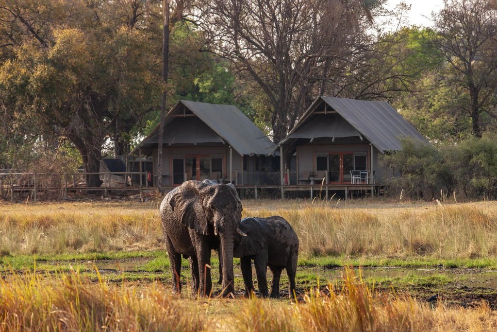 Wilderness Chitabe Lediba at Wilderness Chitabe Lediba, Okavango Delta, Botswana.