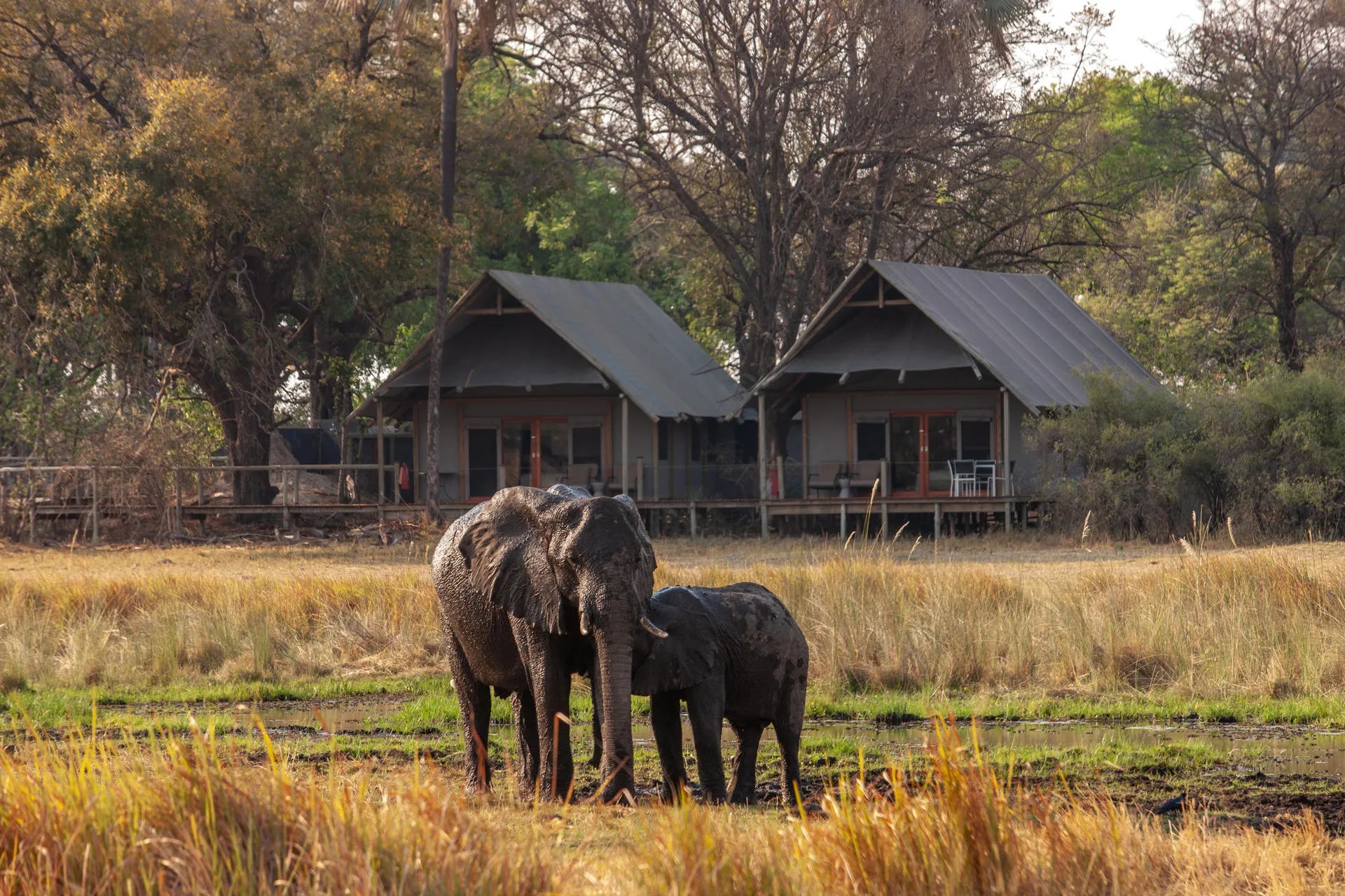 Wilderness Chitabe Lediba at Wilderness Chitabe Lediba, Okavango Delta, Botswana.