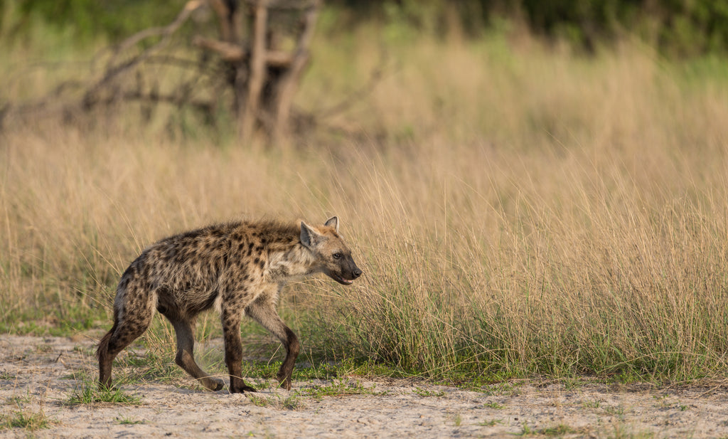 Wilderness Chitabe Lediba – Night Drives