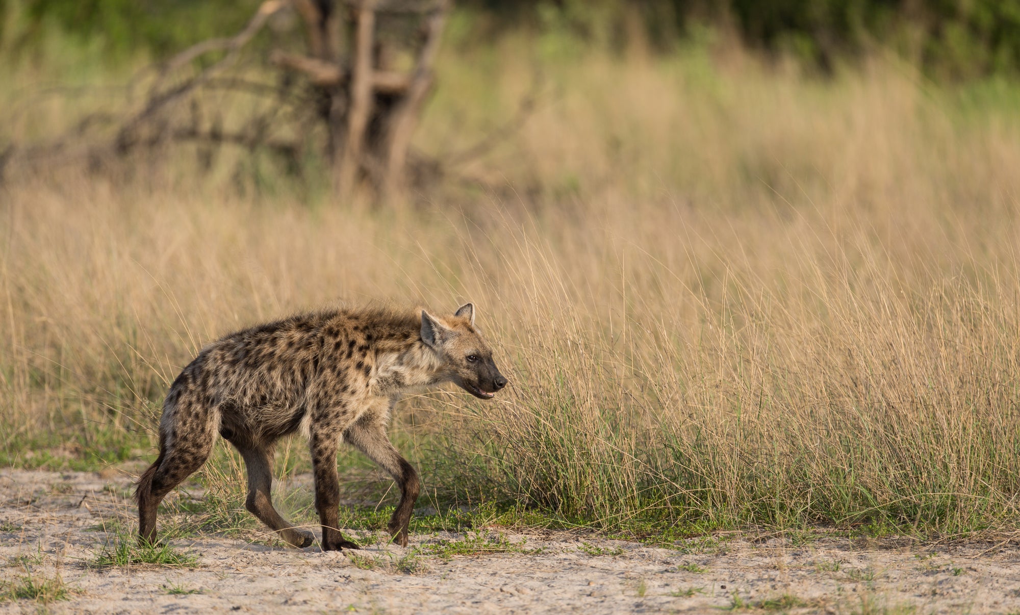 Wilderness Chitabe Lediba – Night Drives
