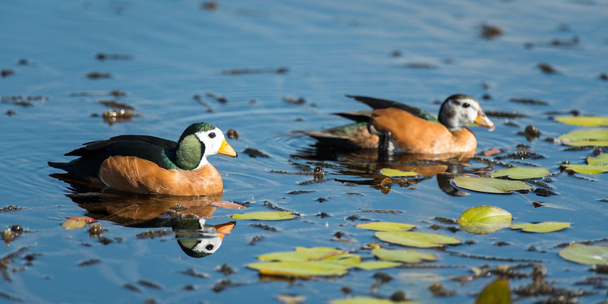 Wilderness Chitabe Lediba – Birding