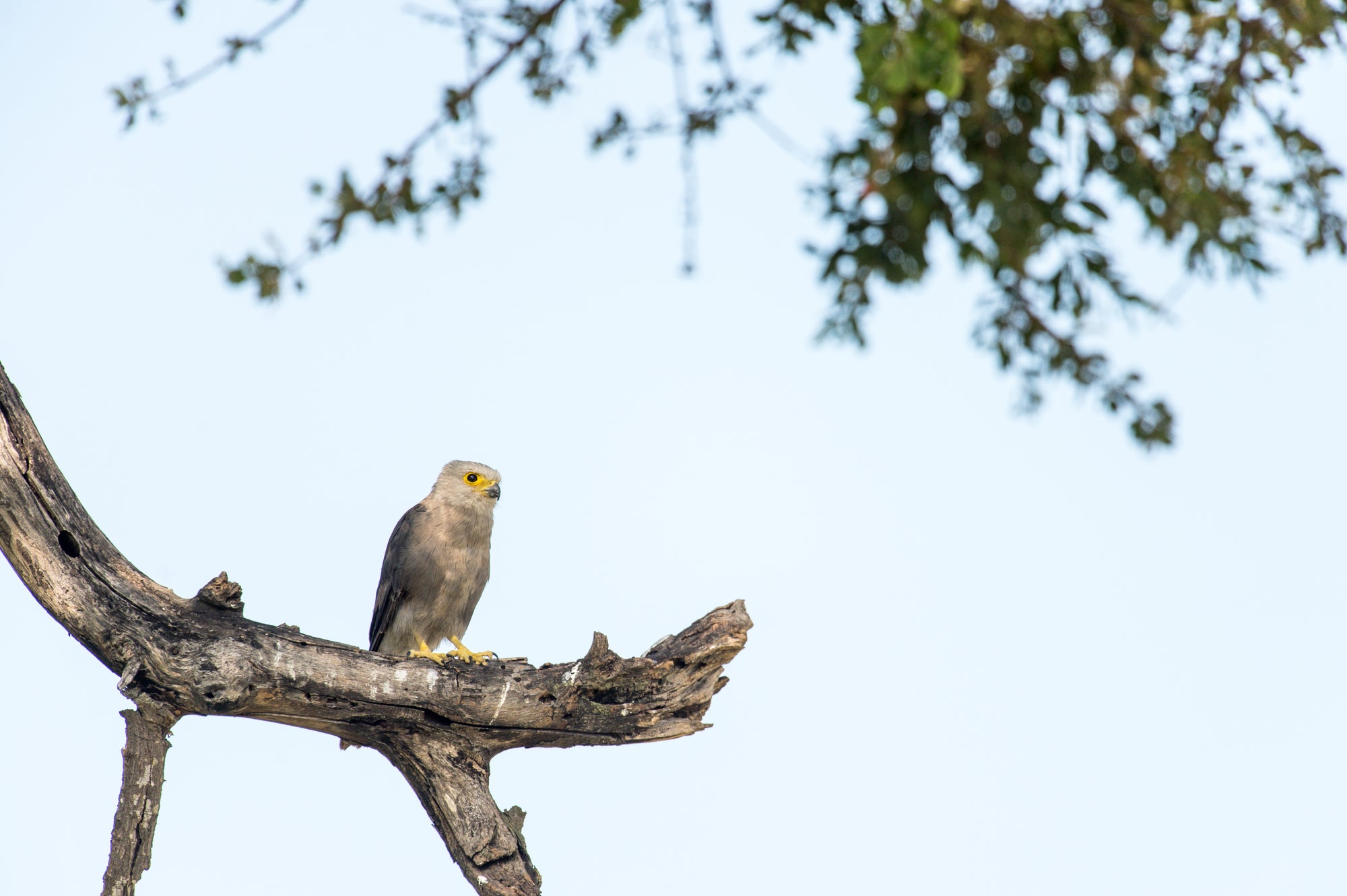 Wilderness Chitabe Lediba – Birding