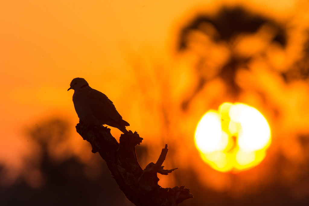Wilderness Chitabe Lediba – Guided Nature Walks 