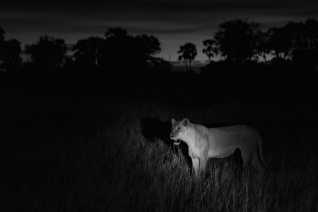 Wilderness Chitabe Lediba – Night Drives