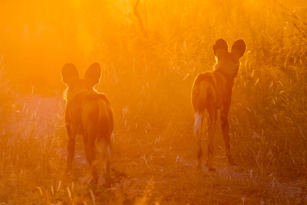 Wilderness Chitabe Lediba – Night Drives