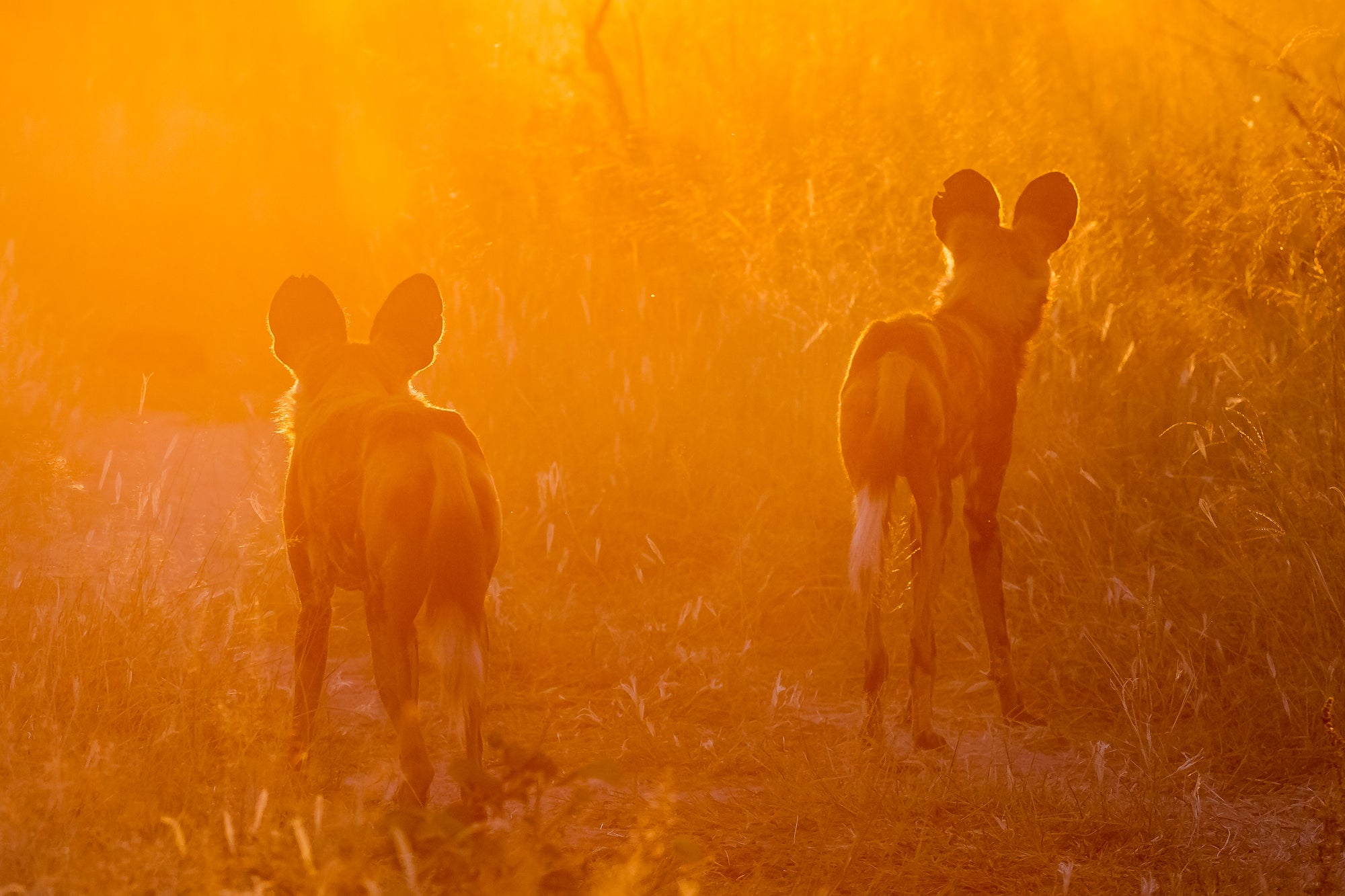 Wilderness Chitabe Lediba – Night Drives
