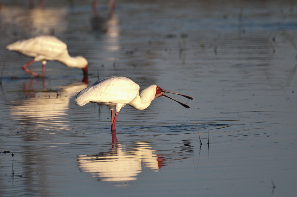 Wilderness Chitabe Lediba – Birding