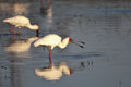 Wilderness Chitabe Lediba – Birding