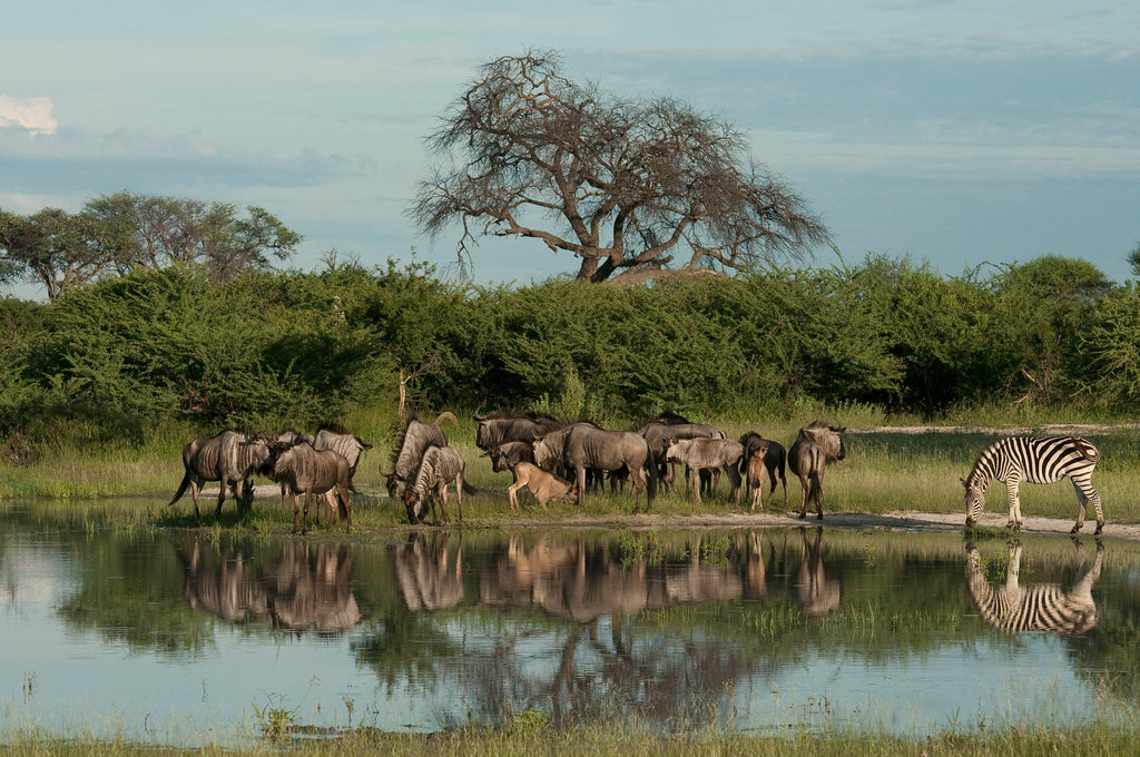 Wilderness Chitabe Lediba – Guided Nature Walks 