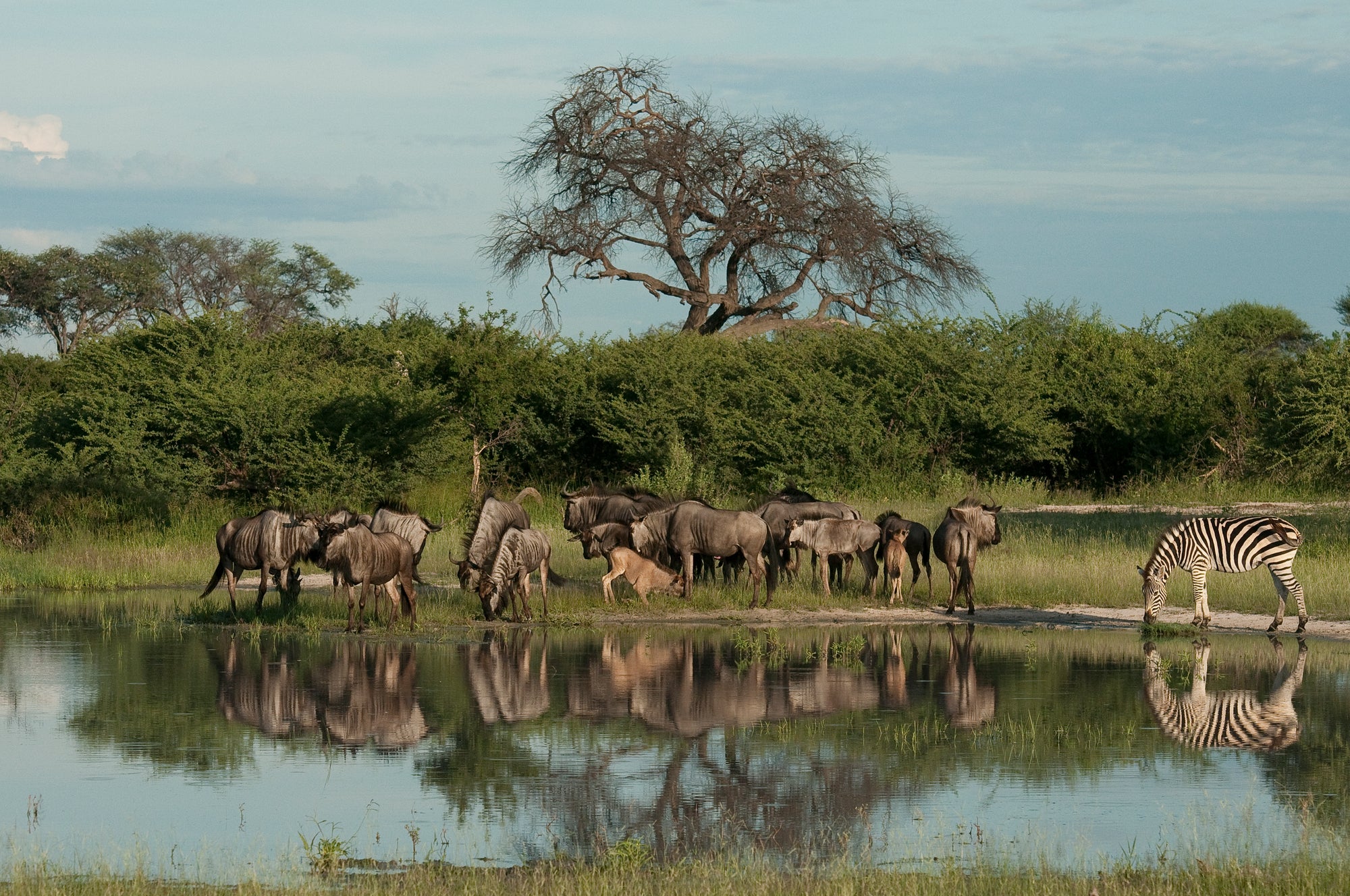 Wilderness Chitabe Lediba – Guided Nature Walks 