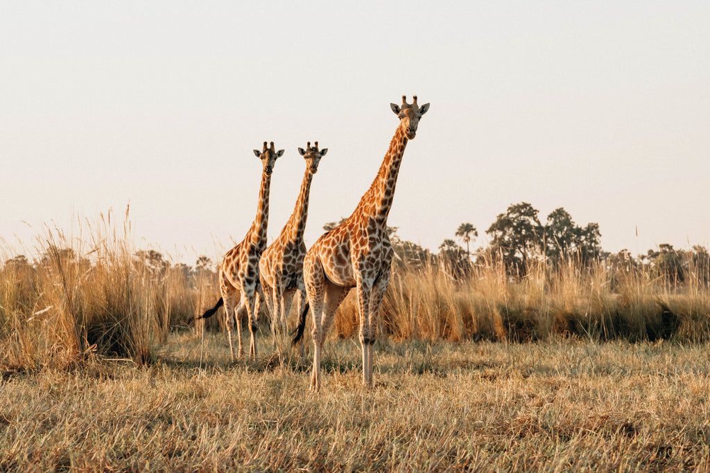 Game Drives