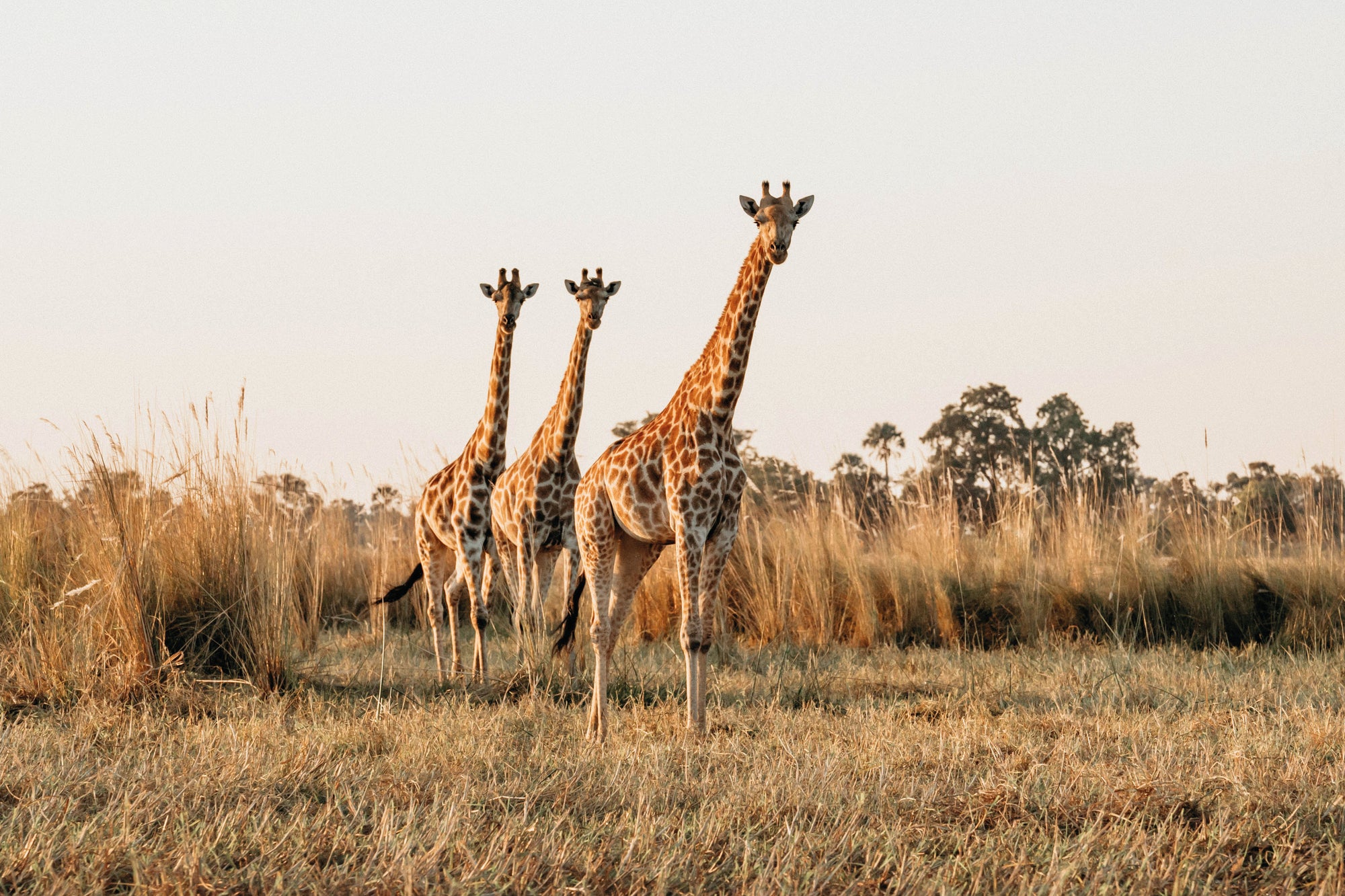 Game Drives