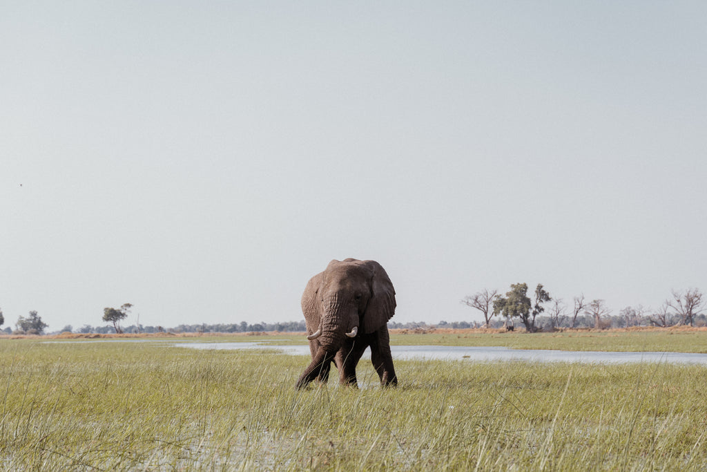 Game Drives