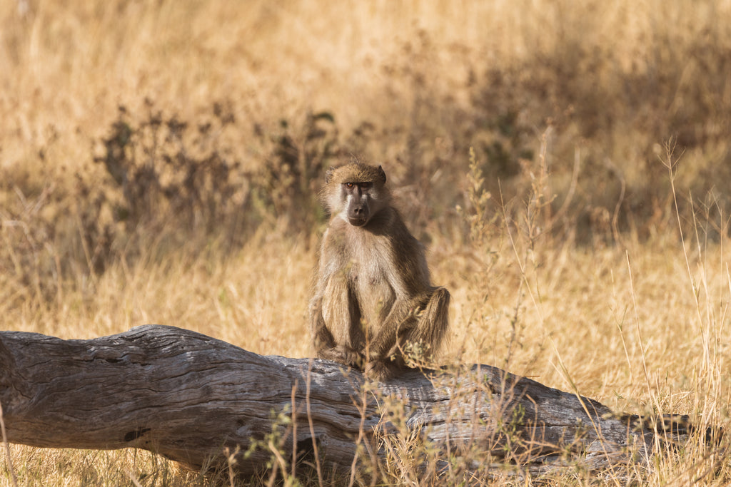 Game Drives