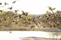 Sand grouse Spectacular