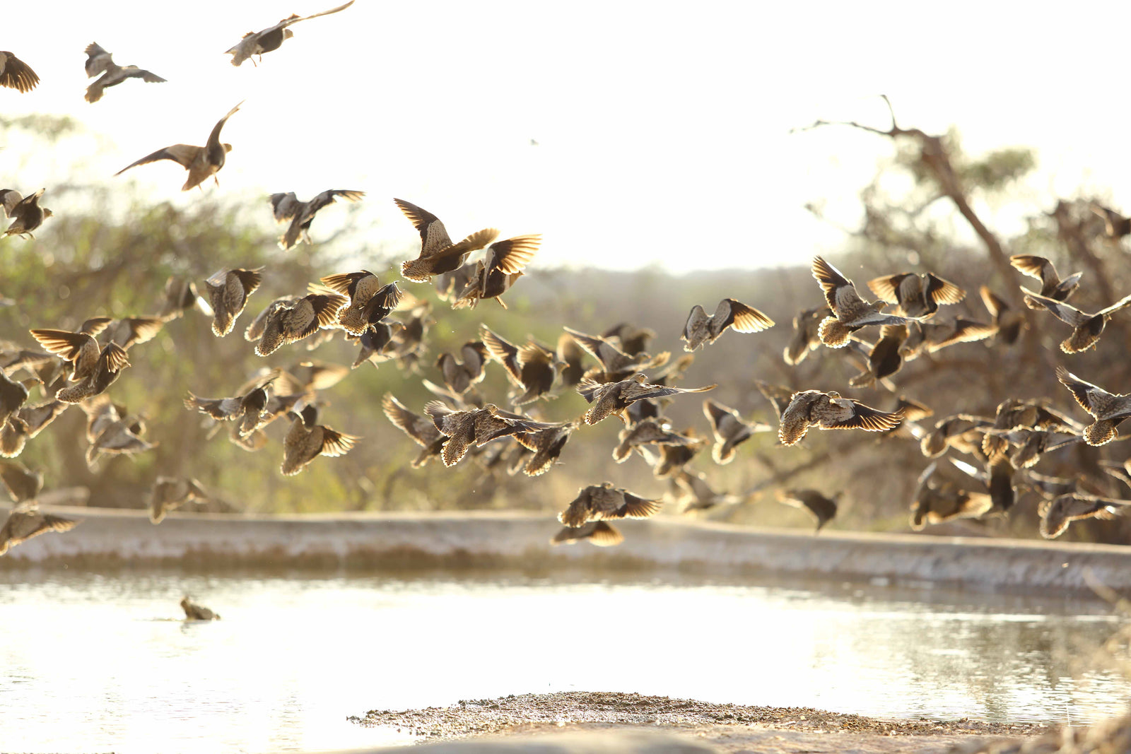 Saruni Rhino — Sand grouse Spectacular