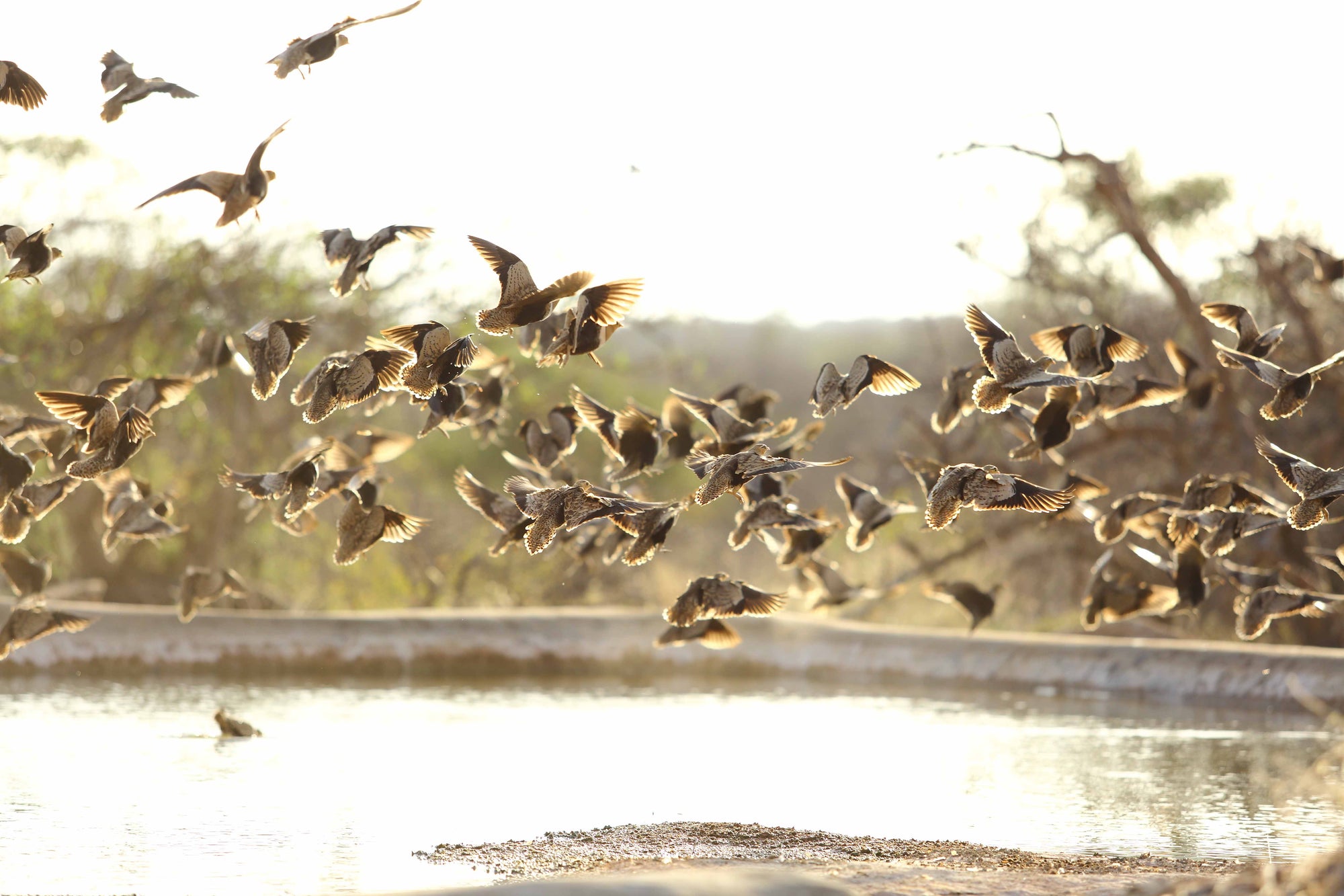 Sand grouse Spectacular