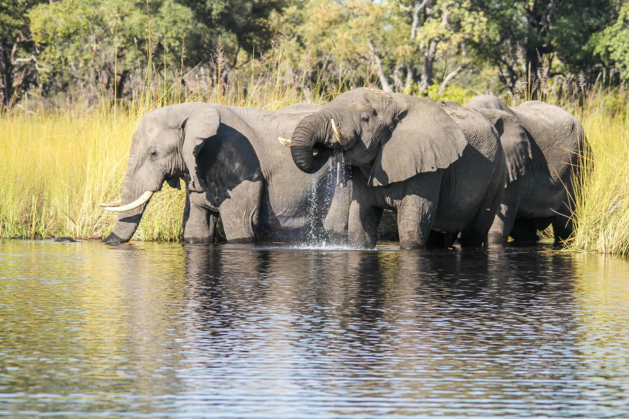 Camp Moremi motorised boating trips