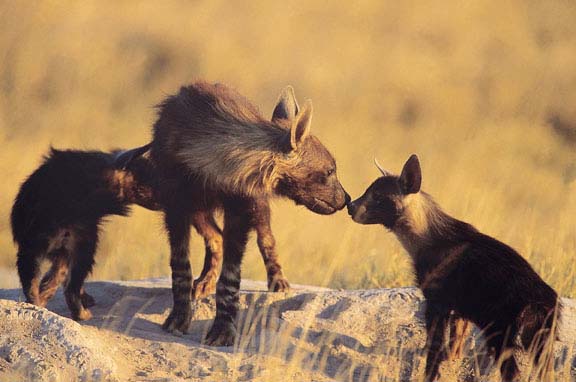 Central Kalahari Game Reserve