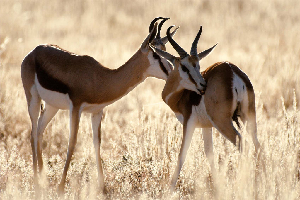 Central Kalahari Game Reserve