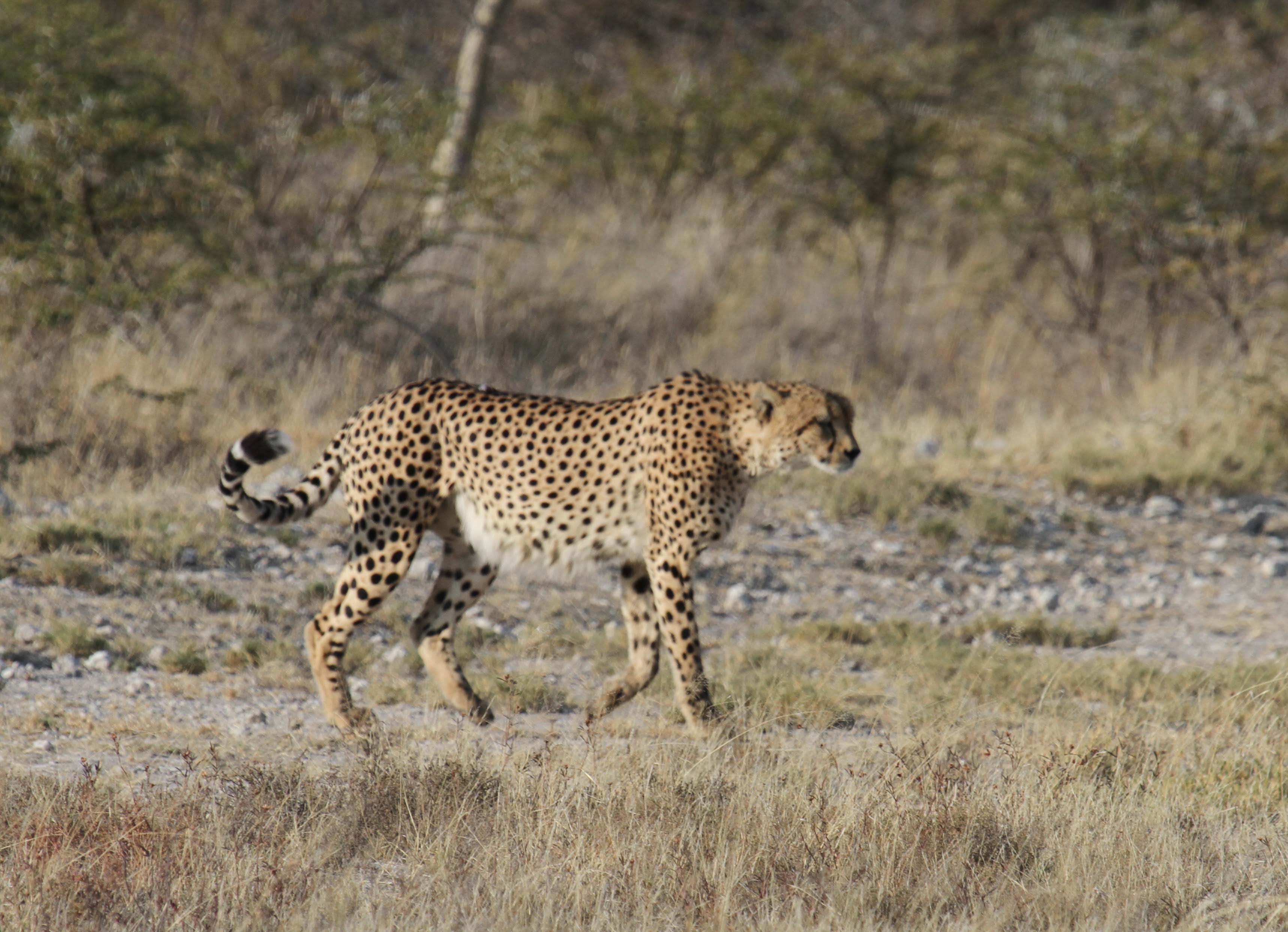 Central Kalahari Game Reserve