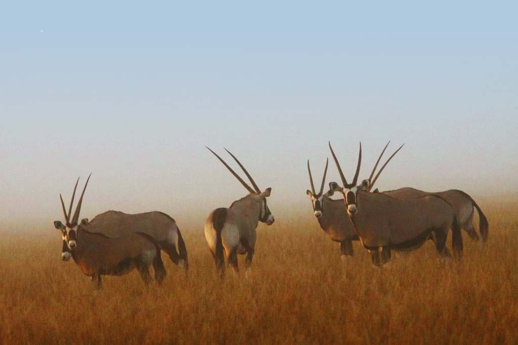 Central Kalahari Game Reserve