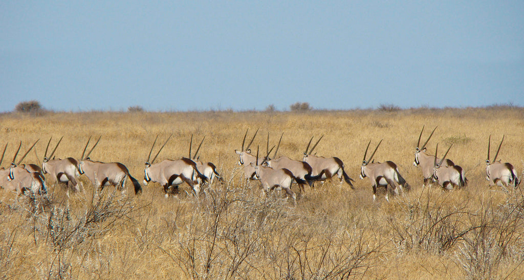 Central Kalahari Game Reserve