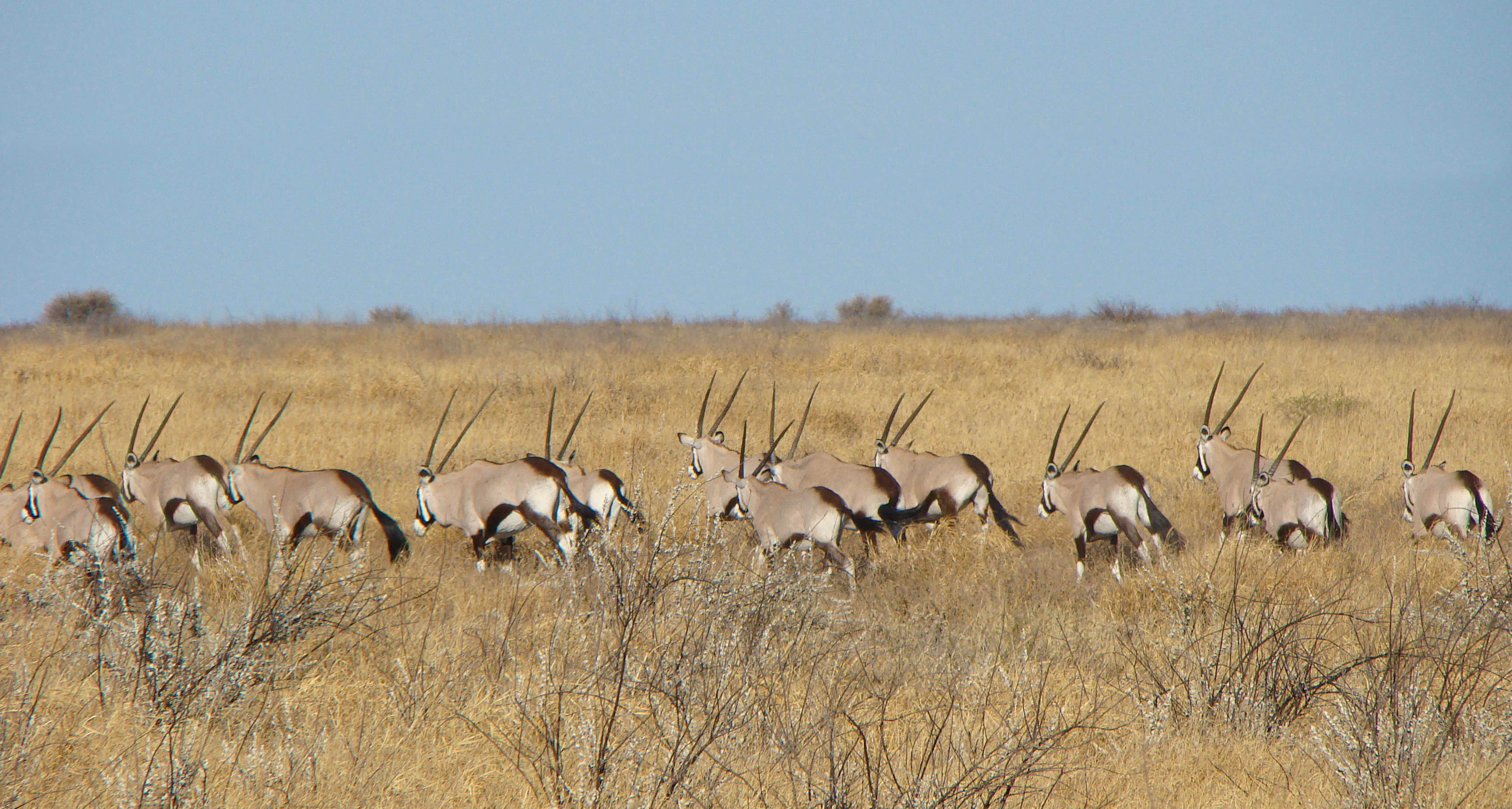 Central Kalahari Game Reserve