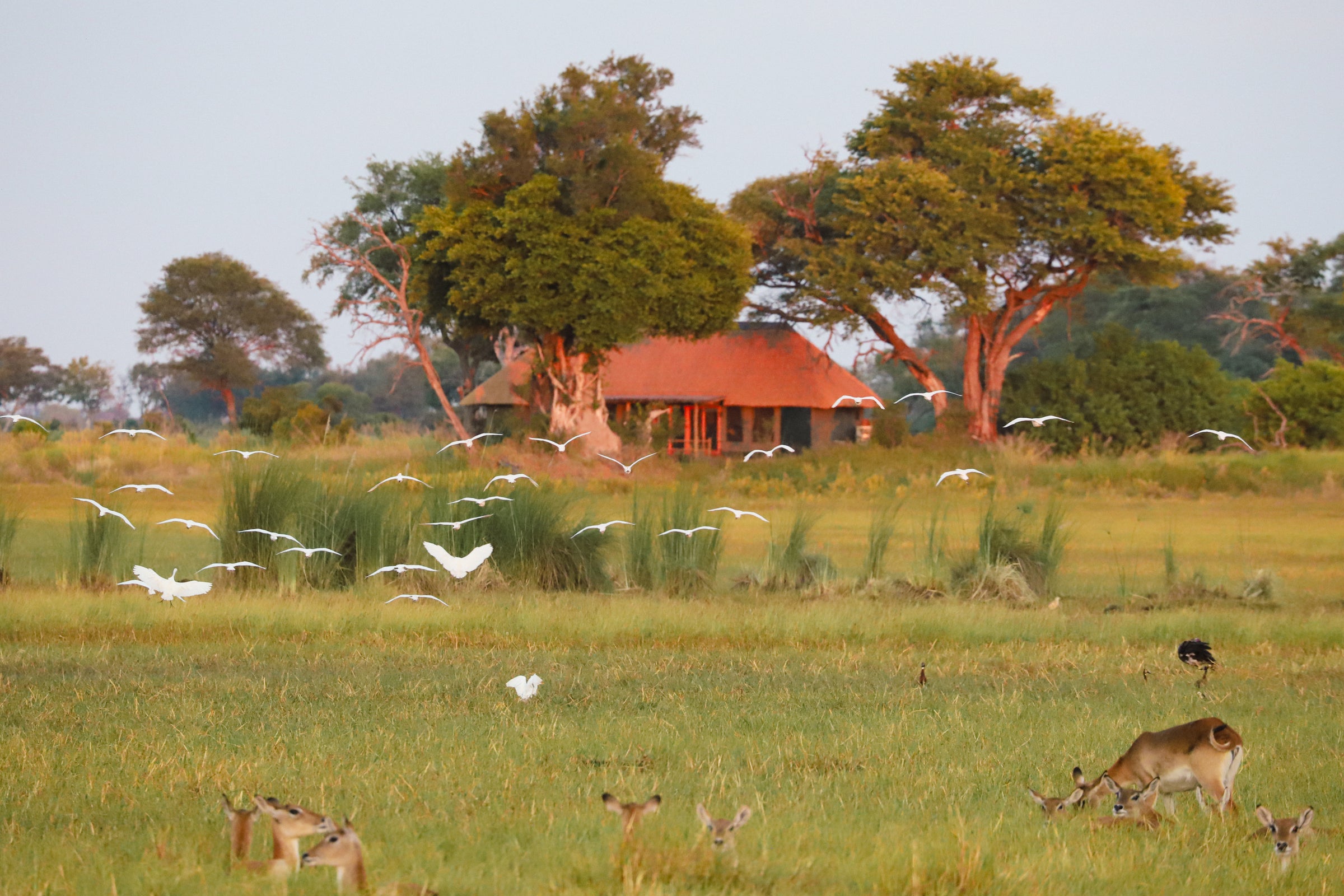 Kanana — Family Tent
