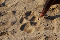 Walking Safari