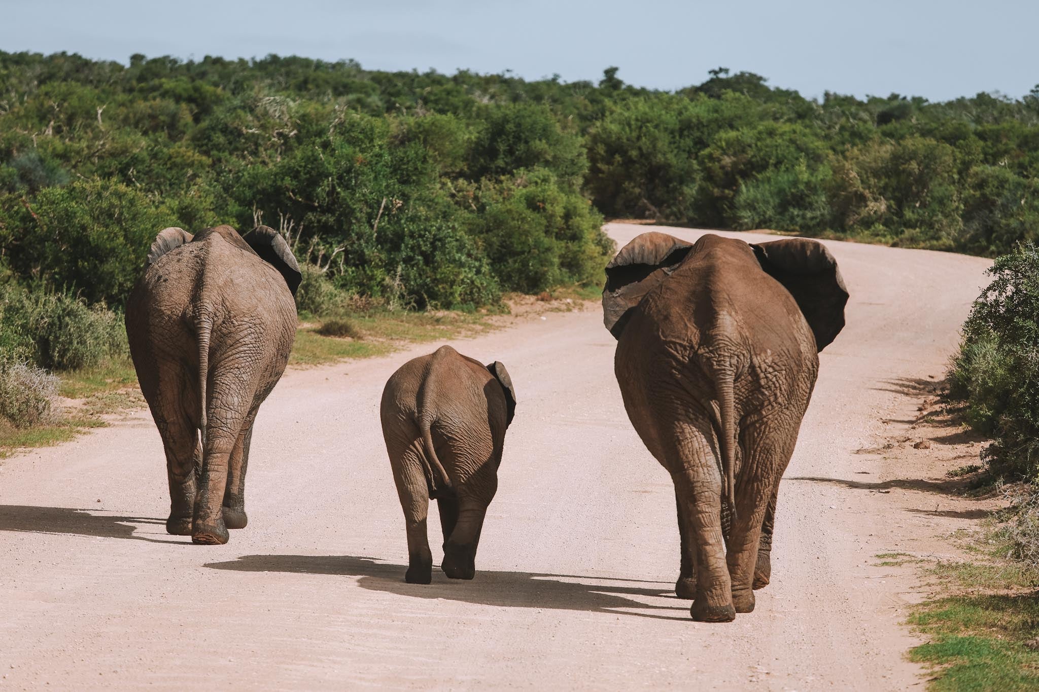 Addo Elephant National Park