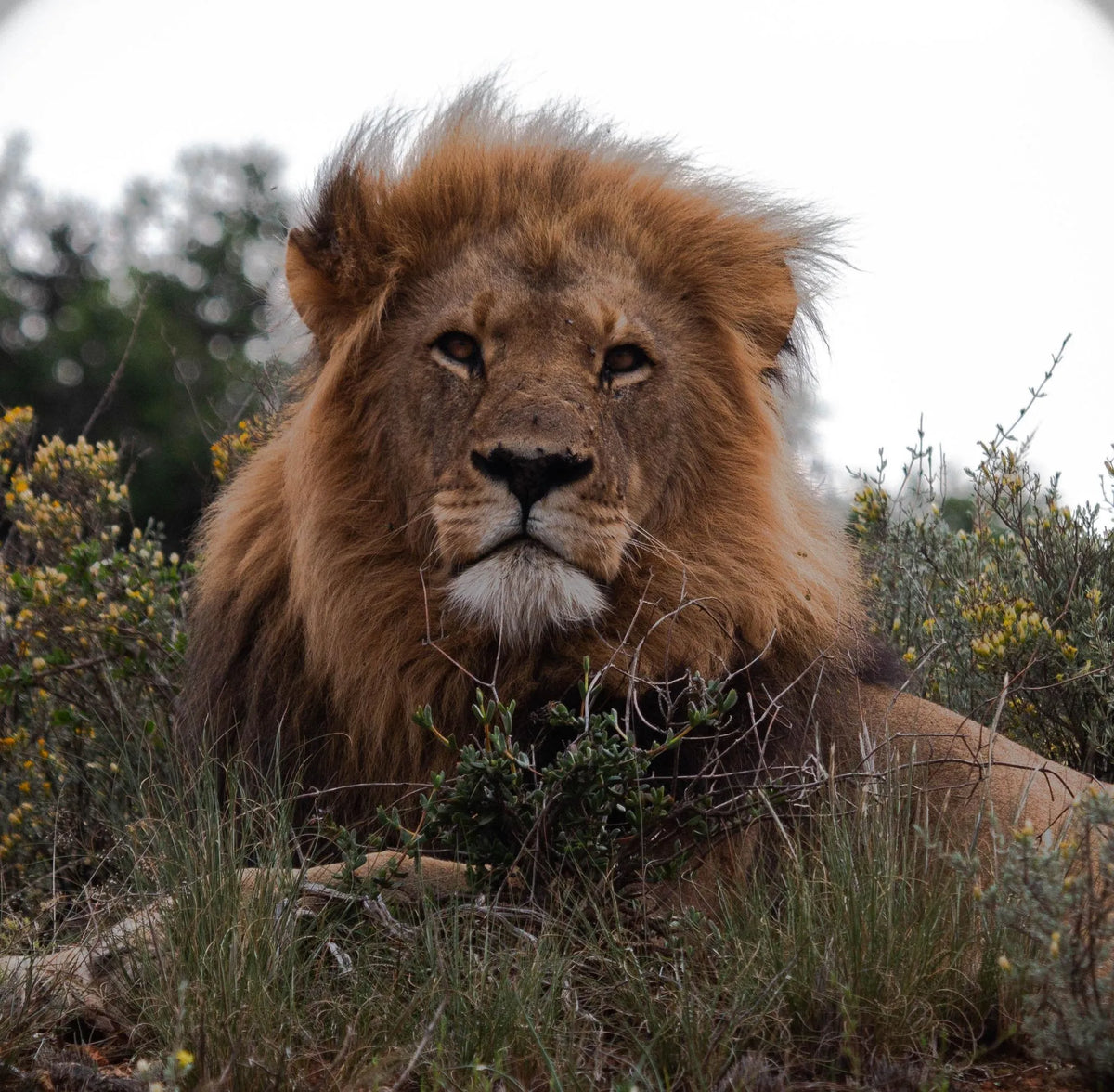 Shamwari Private Game Reserve at Sarili at Shamwari Private Game Reserve, Shamwari Private Game Reserve, South Africa.