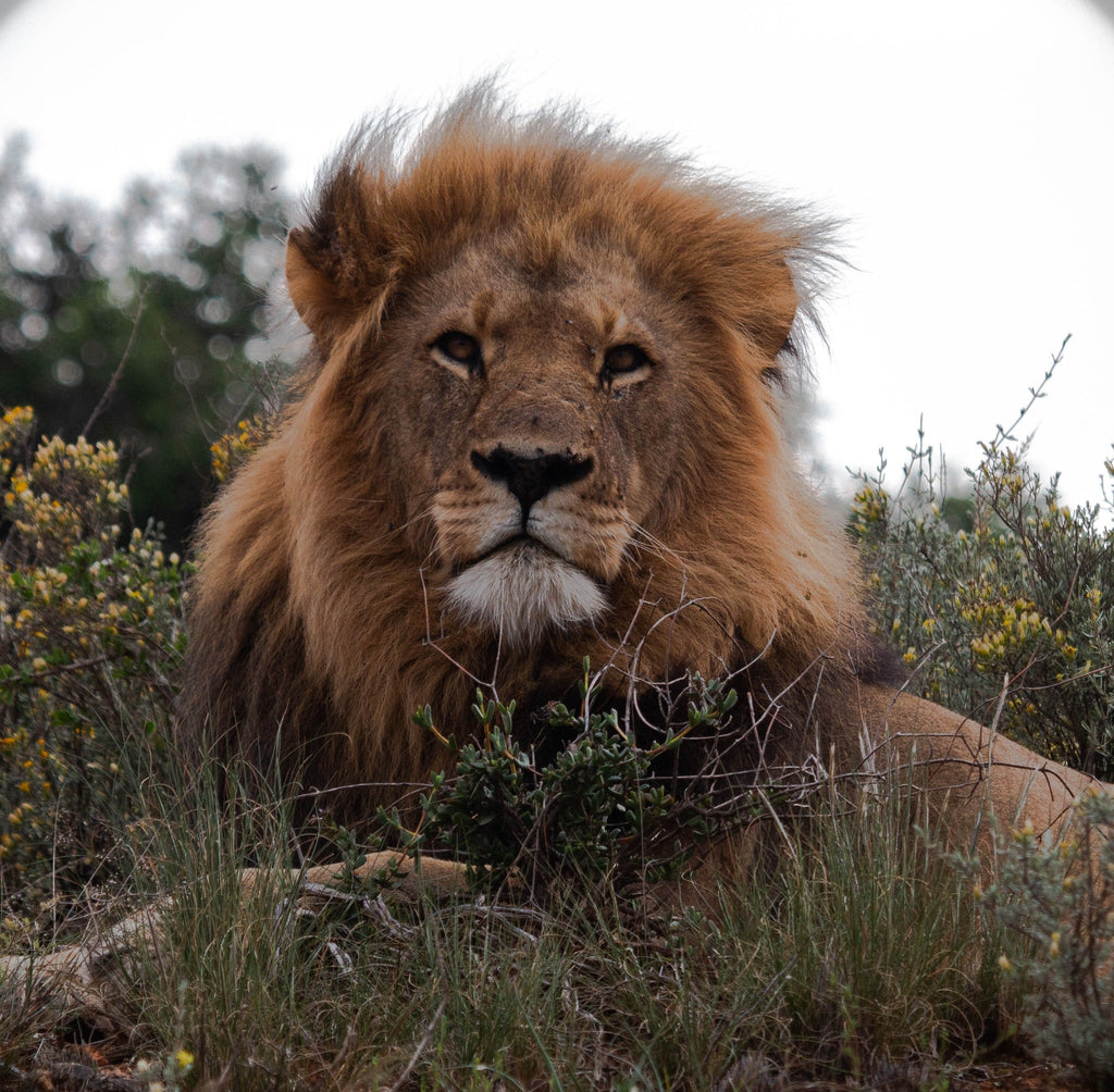 Shamwari Private Game Reserve