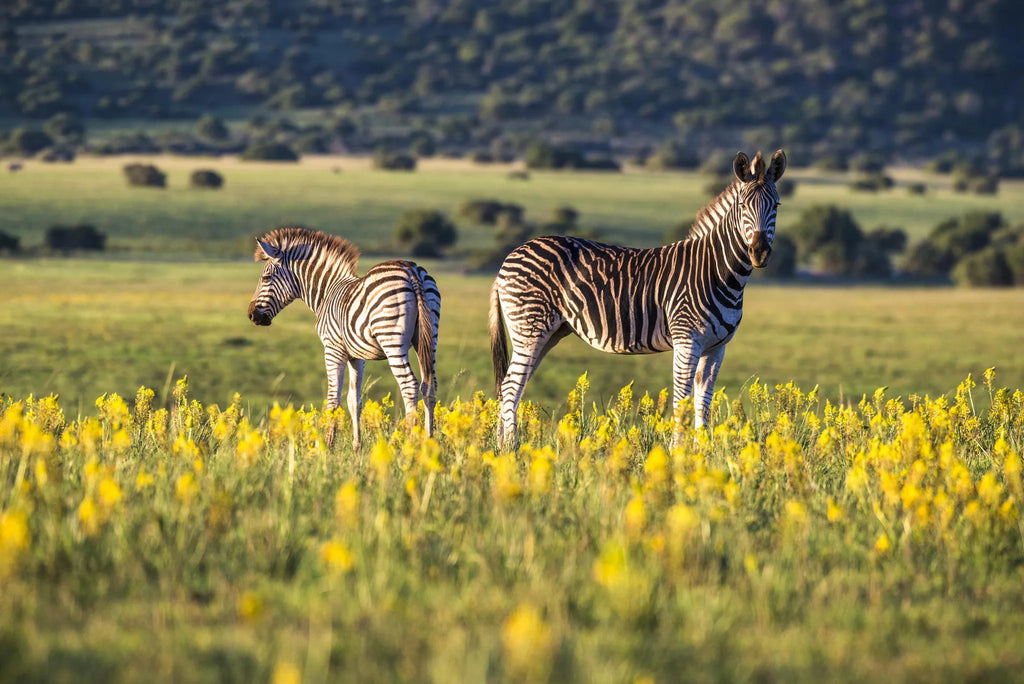Shamwari Private Game Reserve at Sarili at Shamwari Private Game Reserve, Shamwari Private Game Reserve, South Africa.