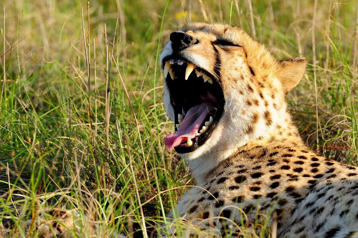 Shamwari Private Game Reserve at Sarili at Shamwari Private Game Reserve, Shamwari Private Game Reserve, South Africa.