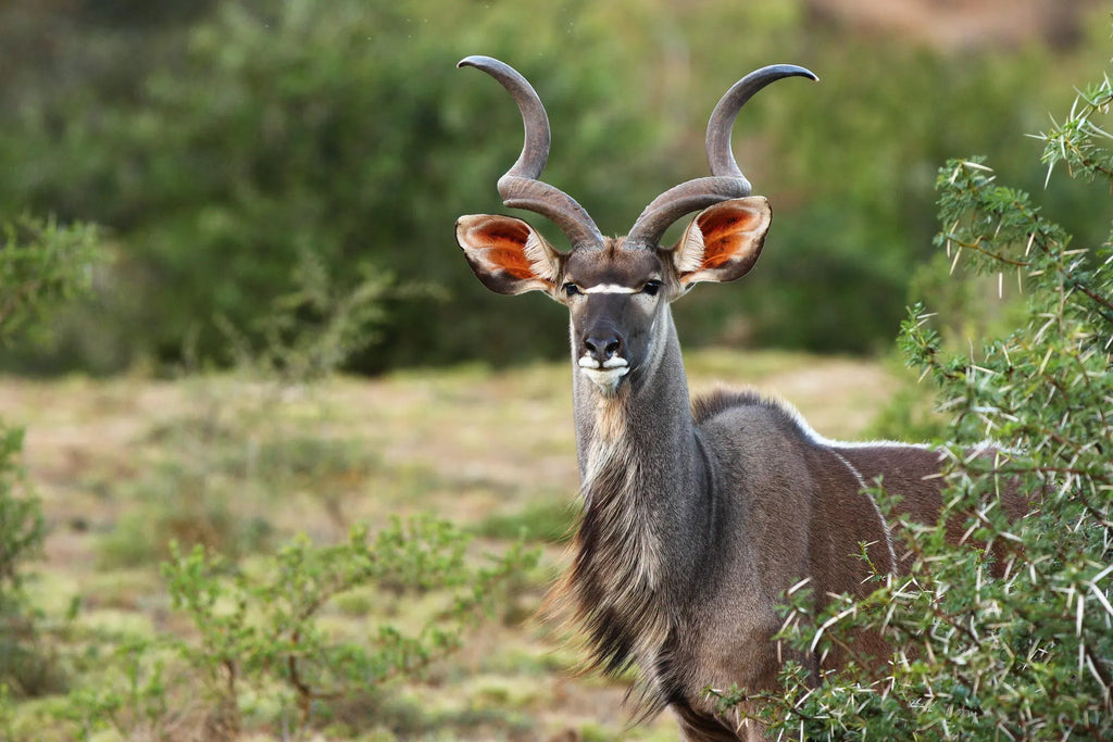 Shamwari Private Game Reserve at Sarili at Shamwari Private Game Reserve, Shamwari Private Game Reserve, South Africa.
