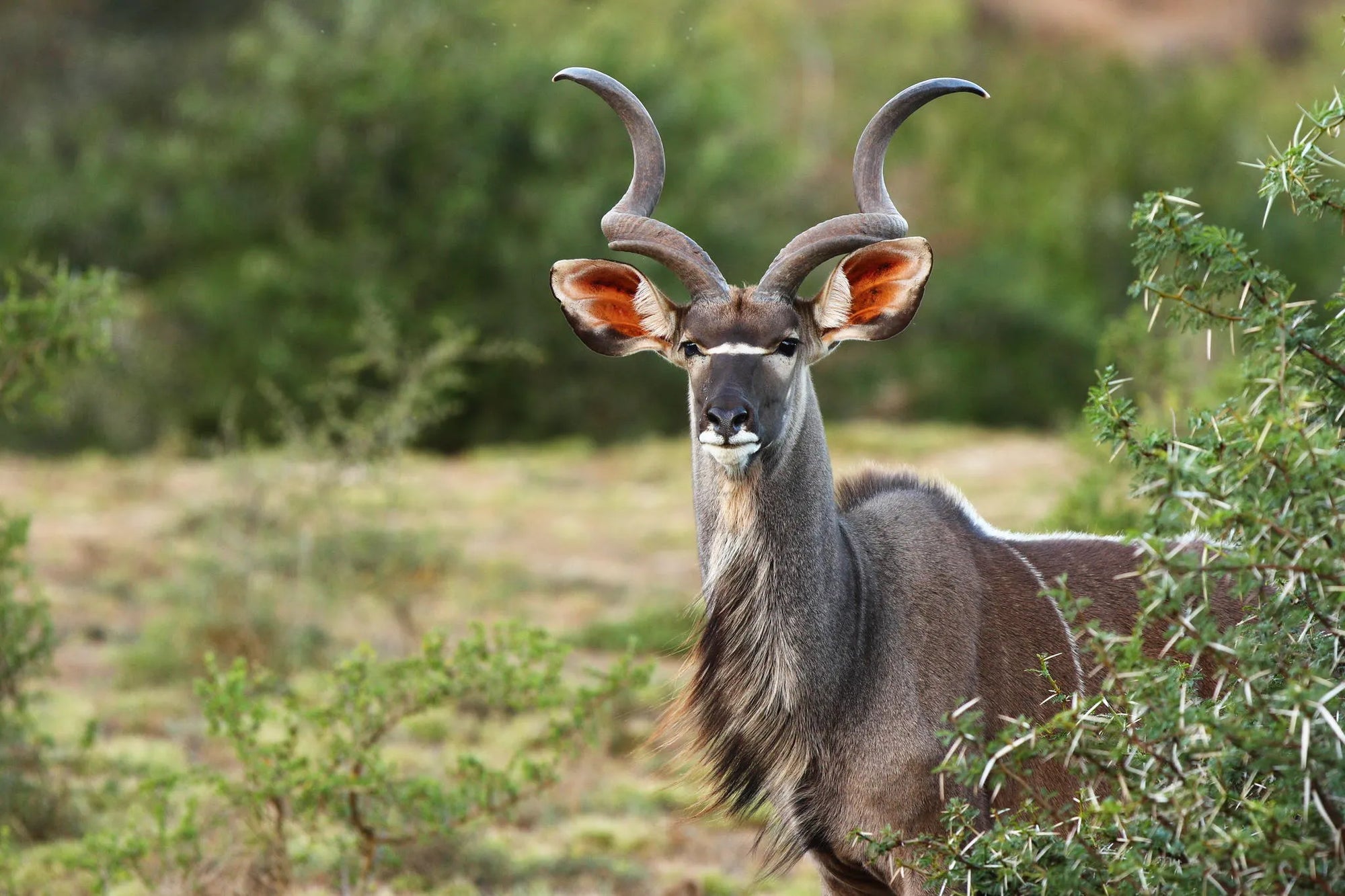 Shamwari Private Game Reserve at Sarili at Shamwari Private Game Reserve, Shamwari Private Game Reserve, South Africa.