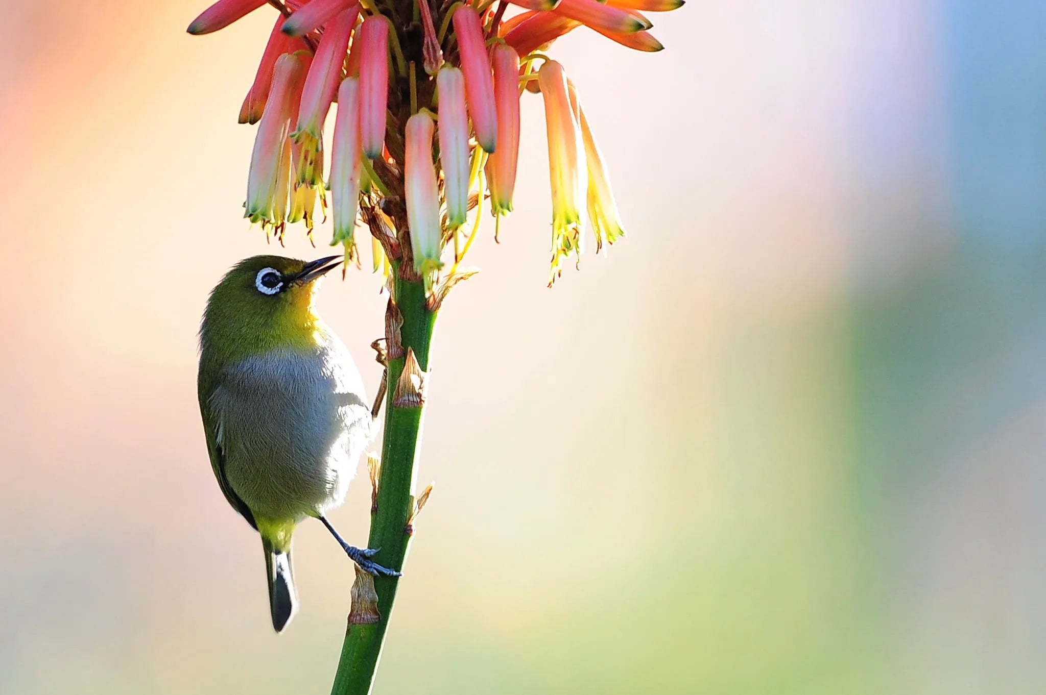 Birding