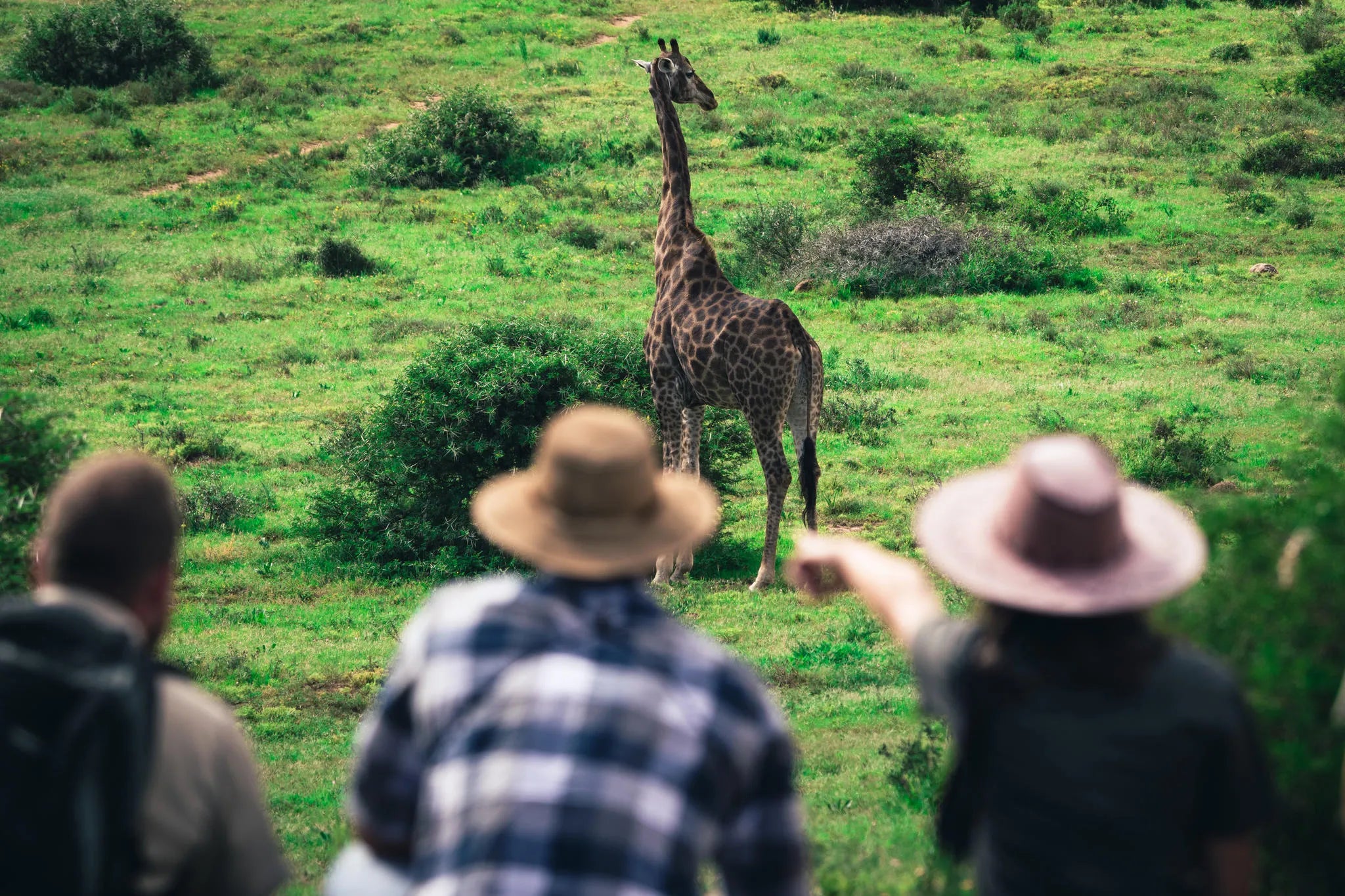 Guided Walking Safaris