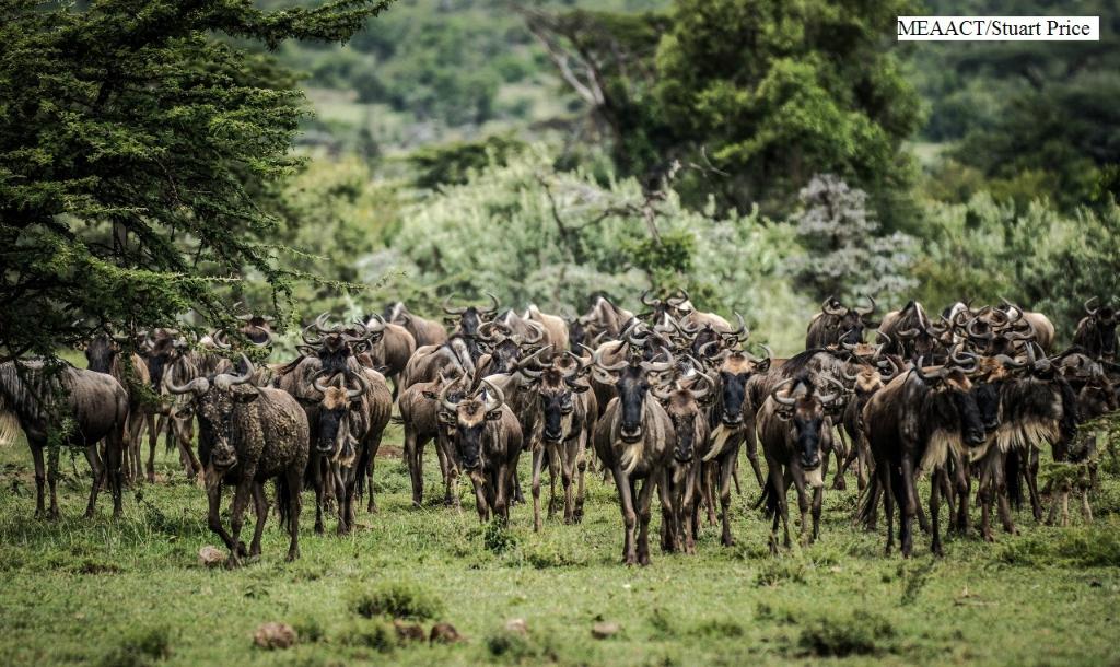 Wildebeest - Porini Cheetah camp