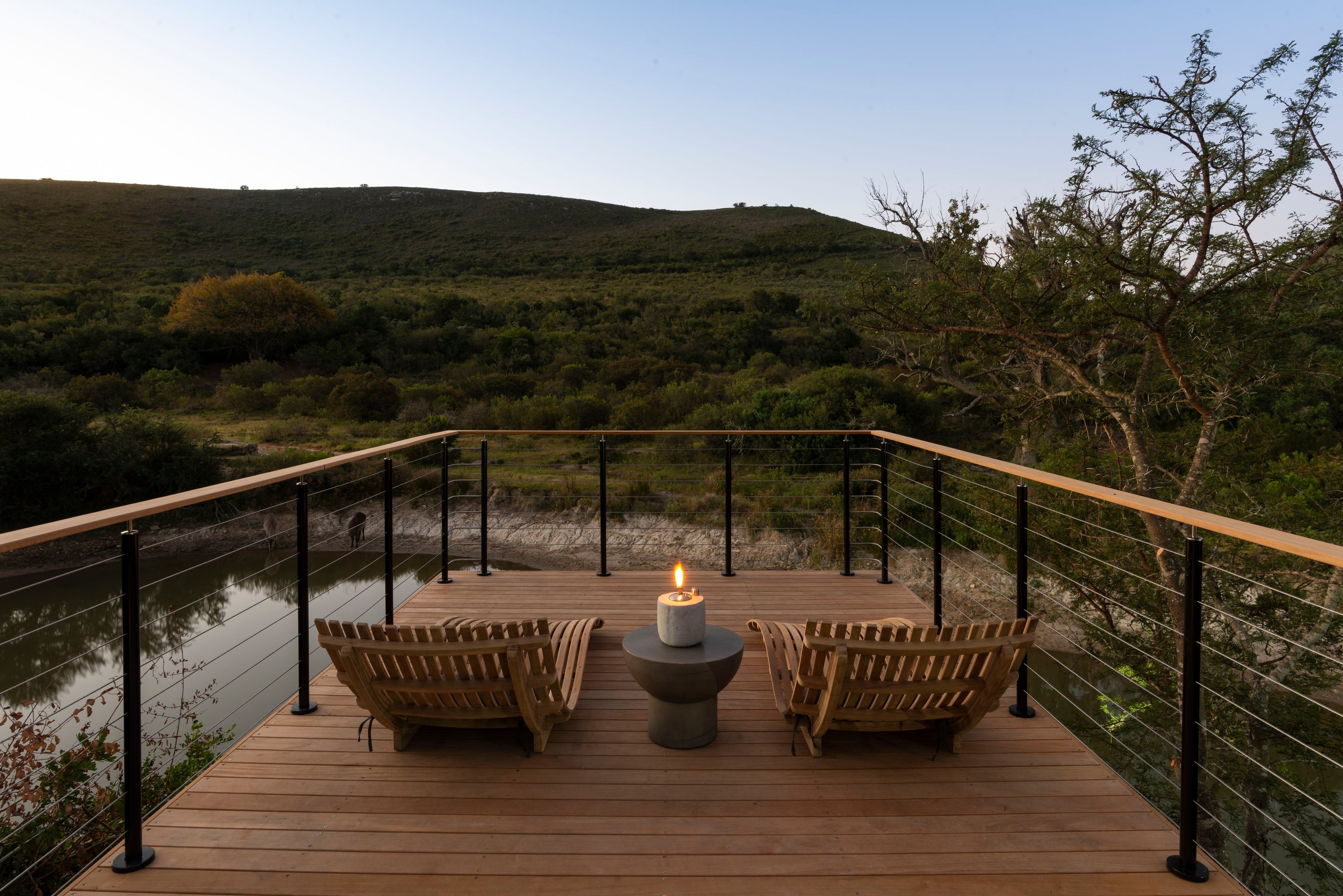 Bayethe on Shamwari Private Game Reserve
