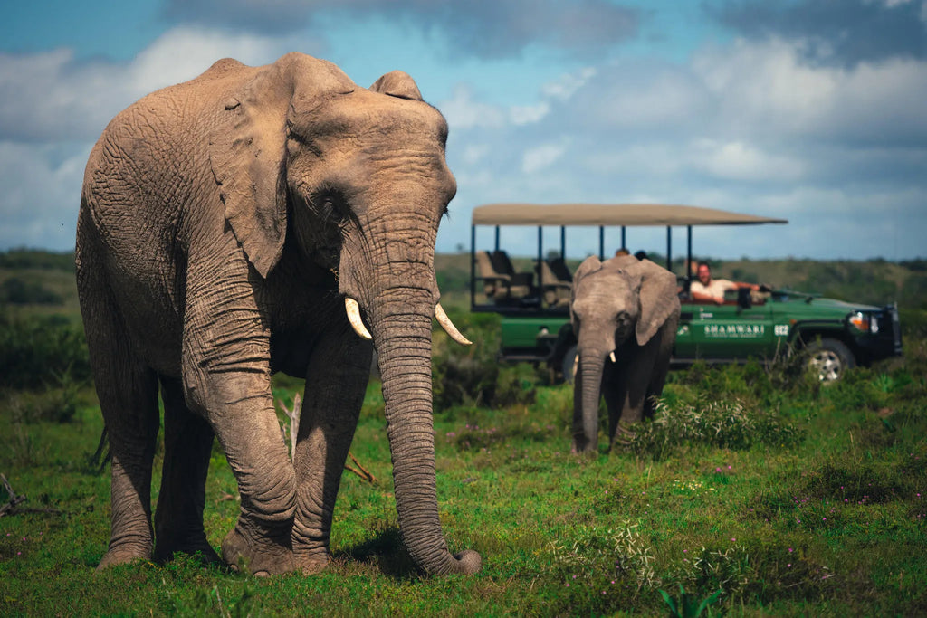 Shamwari Private Game Reserve at Bayethe at Shamwari Private Game Reserve, Shamwari Private Game Reserve, South Africa.